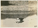 Image of Puffin in Pool in front of house